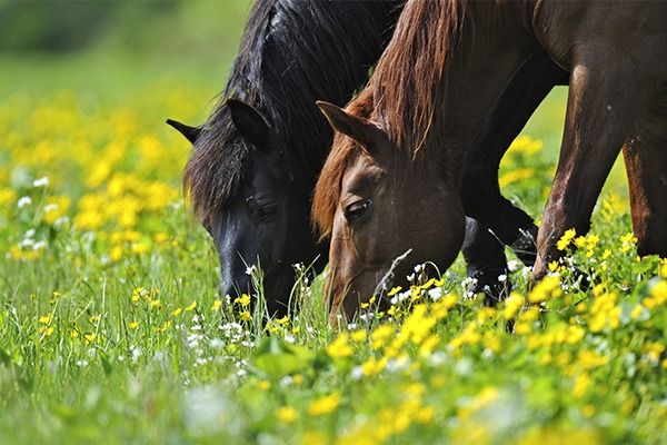 my horse family montpellier