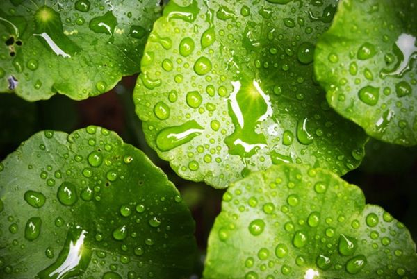 pantone-decoration-2017 couleur pantone greenery 2017