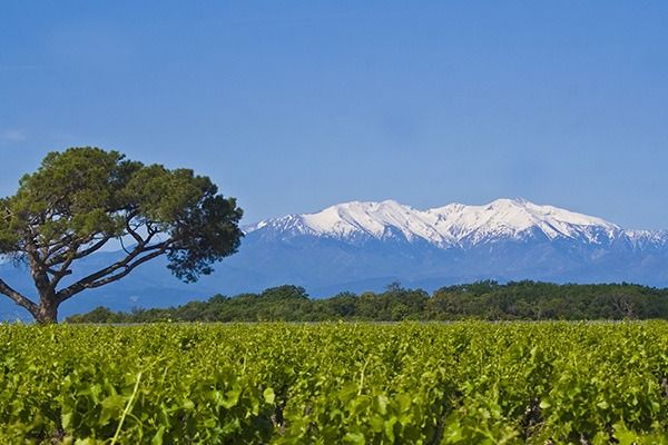 vin canet-en-roussillon